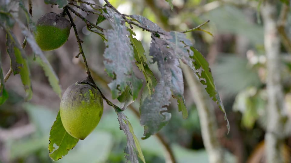Je to velmi dietní ovoce, nemá takřka žádnou nutriční hodnotu, přitom má čtyřikrát více vitaminu C než citron, navíc je velmi chutné